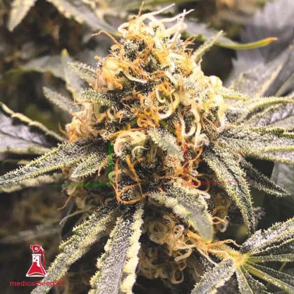 Recovery CBD - Medical Seeds