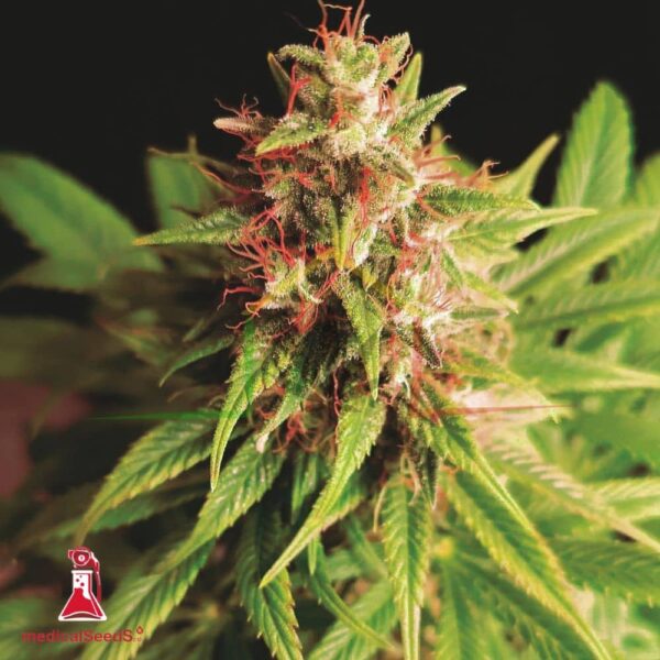 Red Cross CBD - Medical Seeds