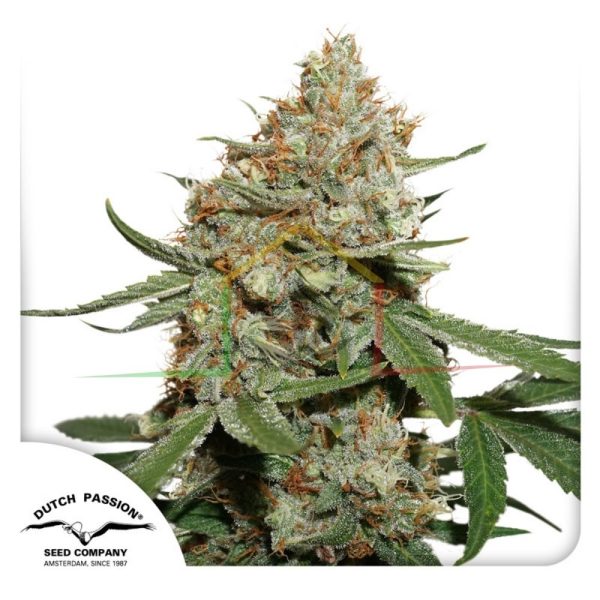 Skunk#11 - Dutch Passion