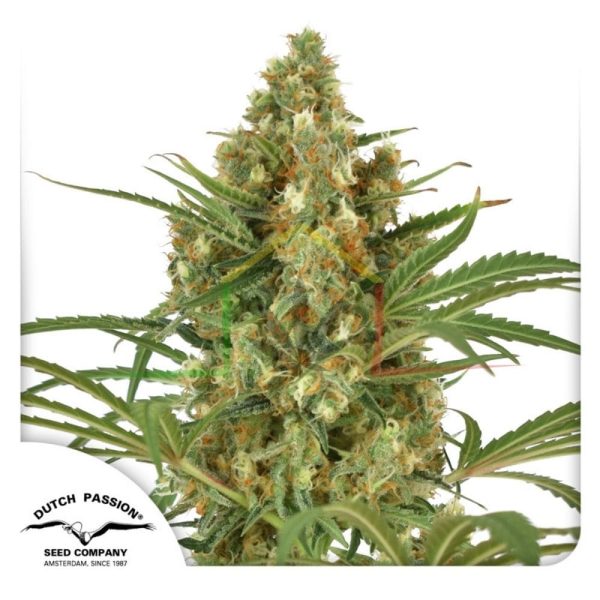Snow Bud - Dutch Passion
