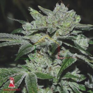 Sour Glue - Medical Seeds