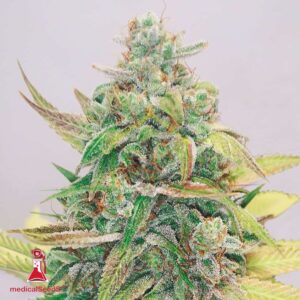 Strawberry Cake CBD - Medical Seeds