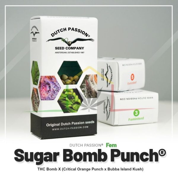 Sugar Bomb Punch - Dutch Passion