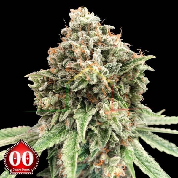 Sweet Critical Fast - 00 Seeds