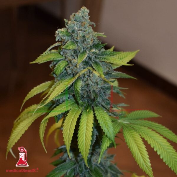 Zkittlez - Medical Seeds