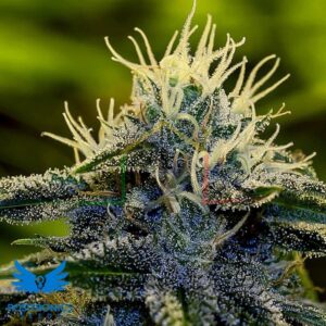 Afghan Auto - Positronics Seeds