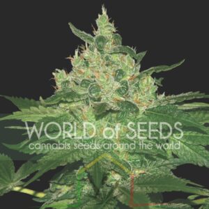 Afghan Kush Regular - World of Seeds