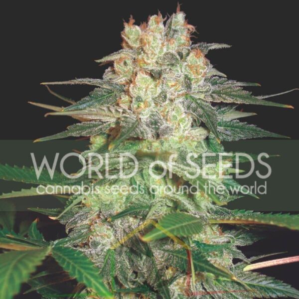 Afghan Kush Ryder Auto - World of Seeds