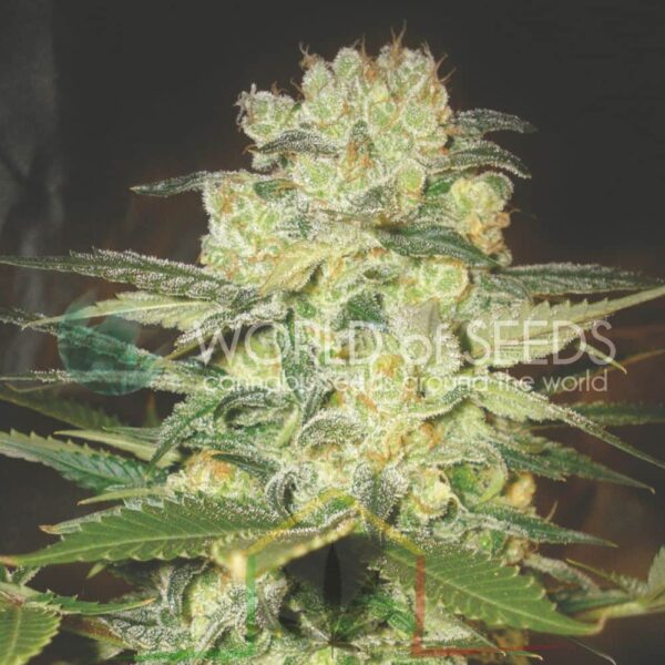 Afghan Kush x White Widow - World of Seeds