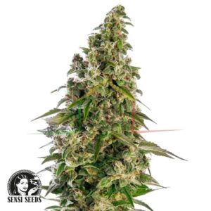 Afghani #1 Auto - Sensi Seeds