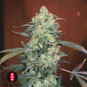 AK-47 Regular - Serious Seeds