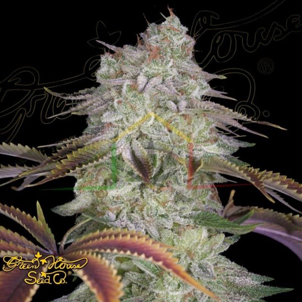 Alienz - Green House Seeds