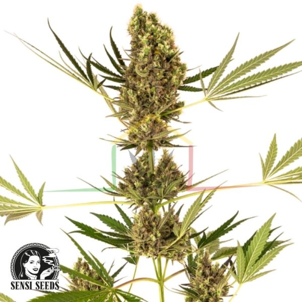 Alpine Delight CBD Auto - Sensi Seeds
