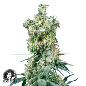 American Dream Regular - Sensi Seeds