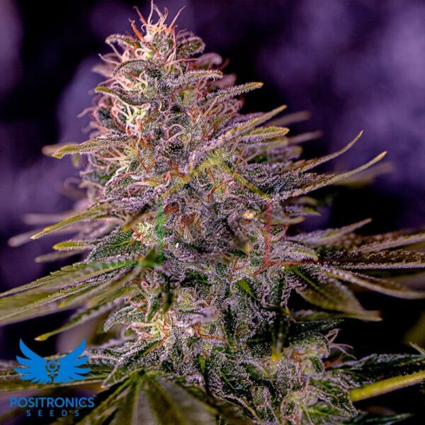 American Purple - Positronics Seeds