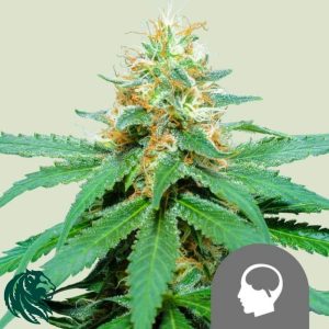 Amnesia Haze Regular - Royal Queen Seeds