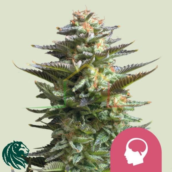 Amnesia Haze - Royal Queen Seeds