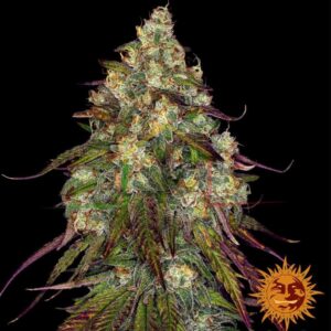 Amnesia Lemon - Barney's Farm