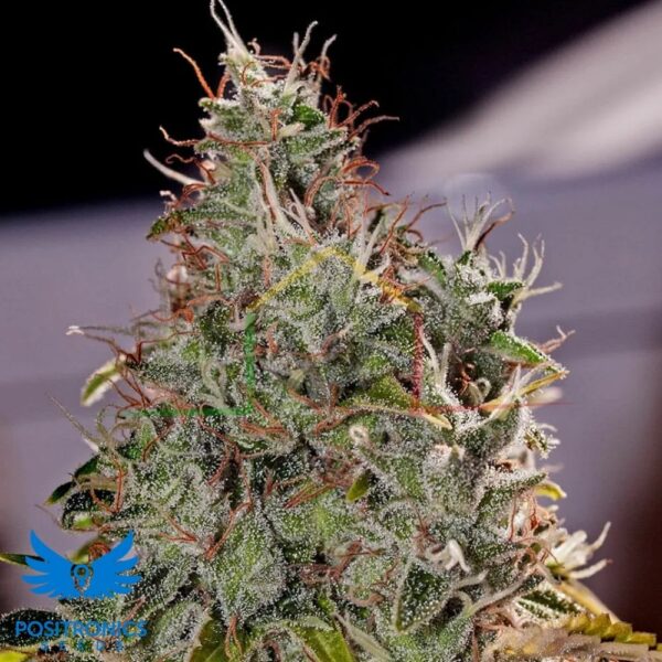 Amnesia Mistery - Positronics Seeds