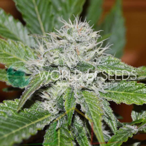 Amnesia Ryder - World of Seeds