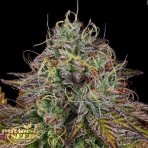 Apricot Candy - Paradise Seeds