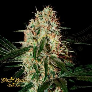 Arjan's Haze #3 - Green House Seeds