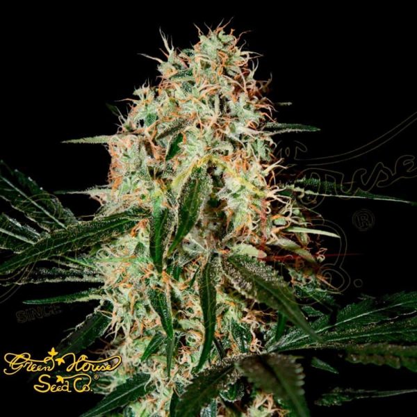 Arjan's Haze #3 - Green House Seeds