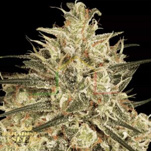 Atomical Haze - Paradise Seeds