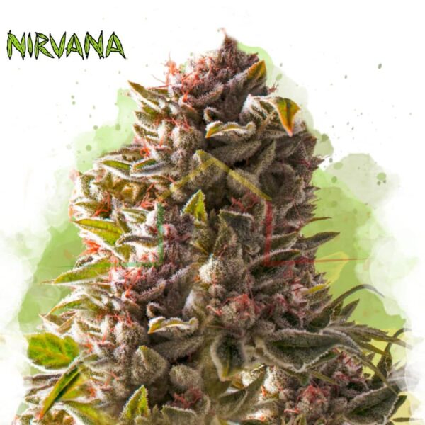 Aurora Indica Auto - Nirvana Seeds