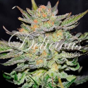 Auto Blue Ace Cbd De Delicious Seeds