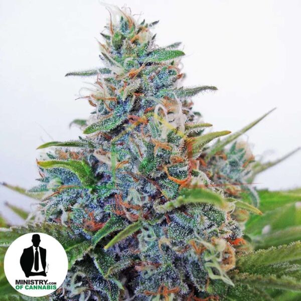 Auto Blue Amnesia de Ministry of Cannabis