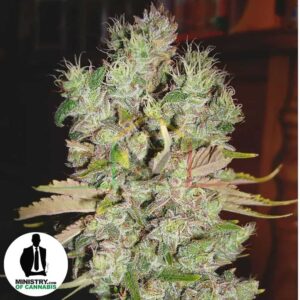 Auto Blueberry Domina de Ministry of Cannabis