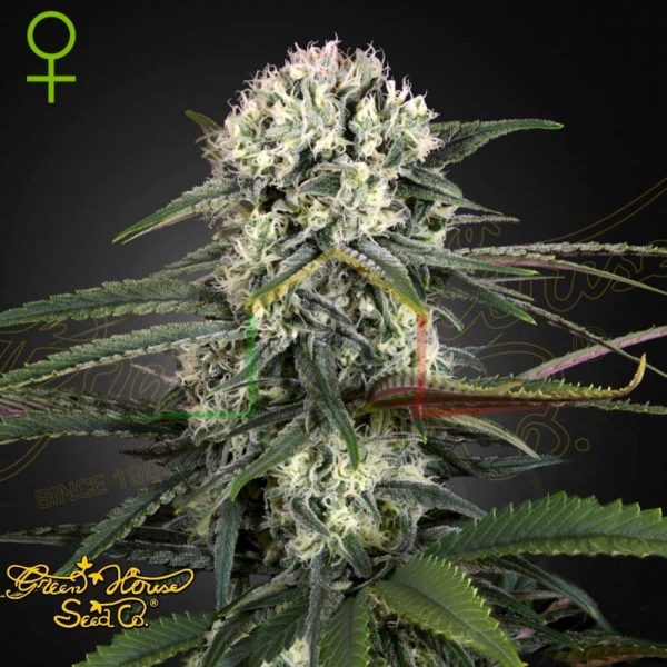 Auto Bomb - Green House Seeds