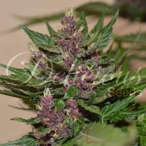 Auto Dark Purple De Delicious Seeds