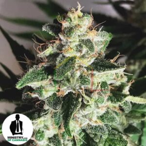 Auto God's Glue de Ministry of Cannabis