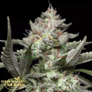 Auto Kong 4 - Paradise Seeds