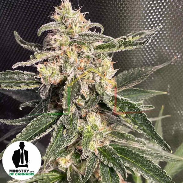 Mandarin Gelato de Ministry of Cannabis