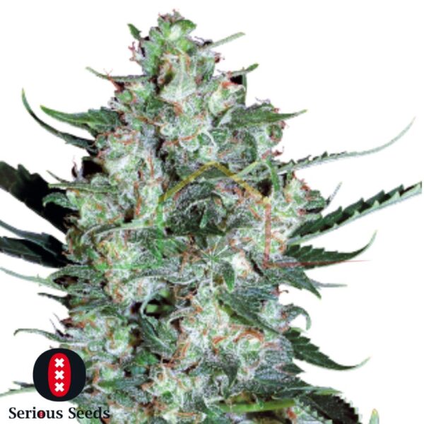 Auto White Russian - Serious Seeds