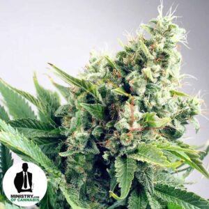 Auto White Widow de Ministry of Cannabis