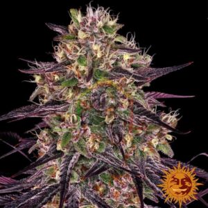 Ayahuasca Purple - Barneys Farm