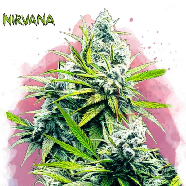 B-52 - Nirvana Seeds