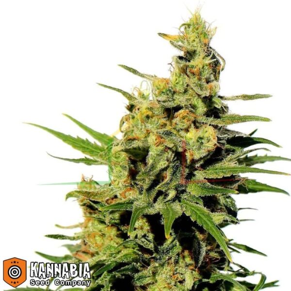 bcn diesel cbd kannabia