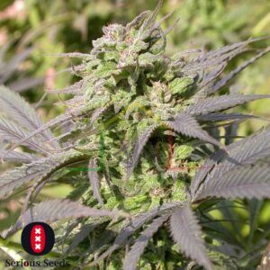 Biddy Early - Serious Seeds