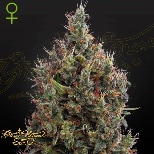 Big Bang Auto - Green House Seeds