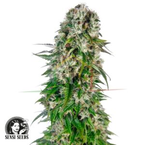 Big Bud Auto - Sensi Seeds