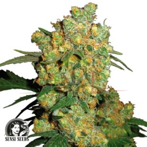 Big Bud - Sensi Seeds