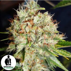 BIG BUD XXL DE MINISTRY OF CANNABIS