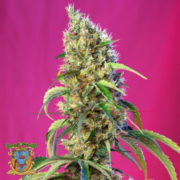 Black Jack CBD - Sweet Seeds