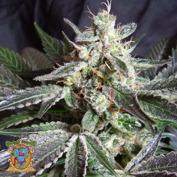 Black Jack Fast Version - Sweet Seeds