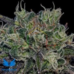 Black Widow - Positronics Seeds